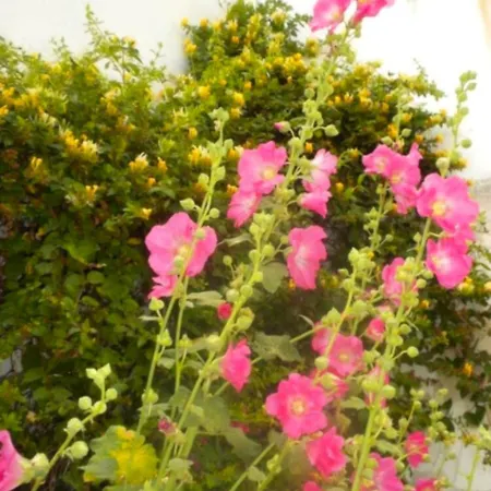 île De Ré , Maison De Typique Rétaise Au Bois-plage Hébergement de vacances Le Bois-Plage-en-Ré